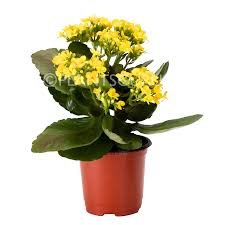 Kalanchoe